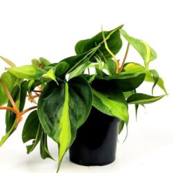philodendron scandens brasil 1