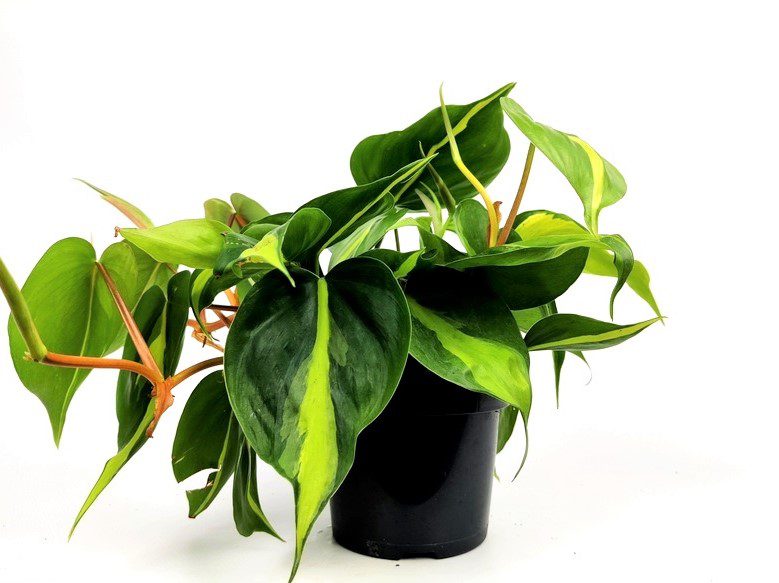 philodendron scandens brasil 1 philodendron scandens brasil 1