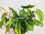 philodendron scandens brasil