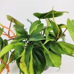 philodendron scandens brasil