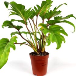philodendron xanadu