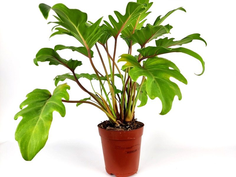 philodendron xanadu philodendron xanadu