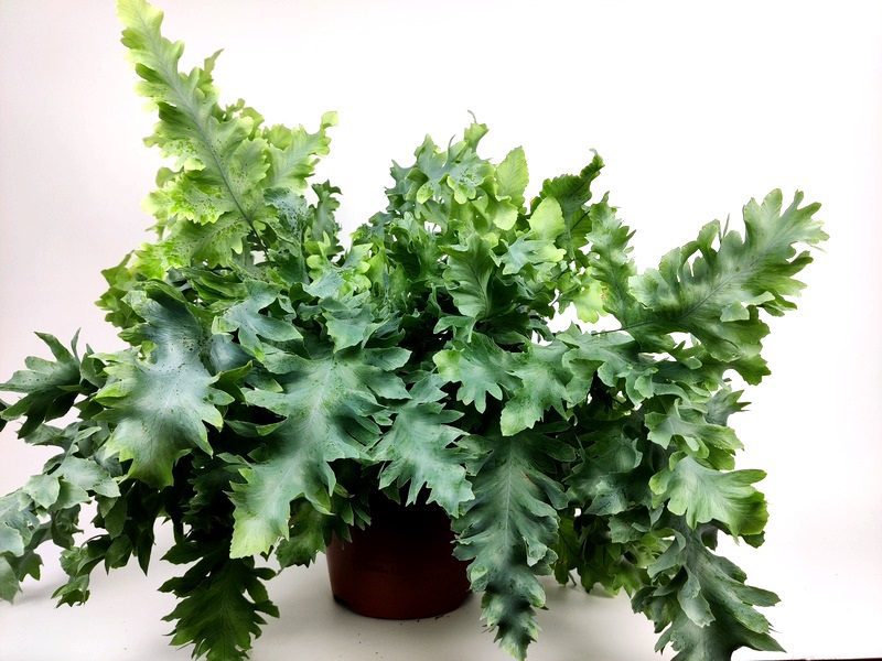 phlebodium aureum davana phlebodium aureum davana