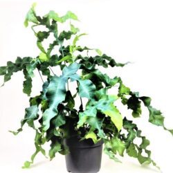 phlebodium mandaianum