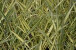 phormium apricot queen formio 1