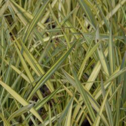 phormium apricot queen formio 1