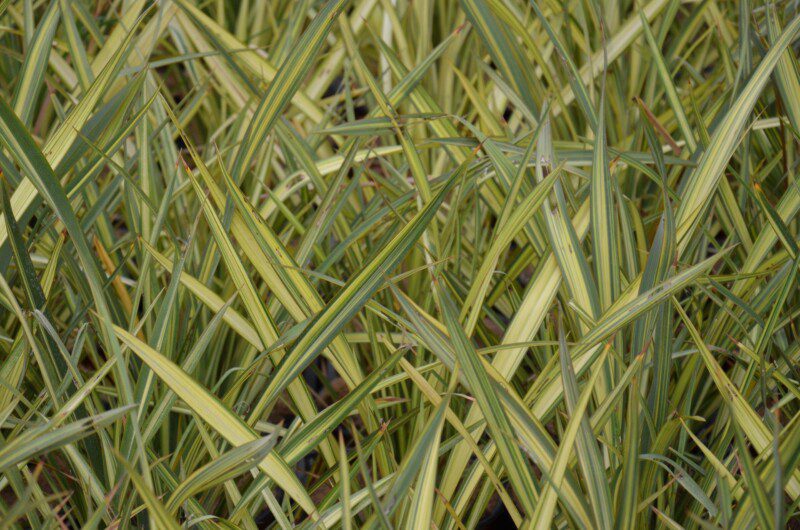 phormium apricot queen formio 1 phormium apricot queen formio 1