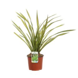 phormium apricot queen formio 2 1