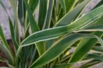 phormium cookianum tricolor formio 1
