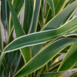 phormium cookianum tricolor formio 1