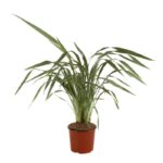 phormium cookianum tricolor formio 2 1
