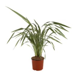 phormium cookianum tricolor formio 2 1
