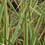 phormium duet formio 1