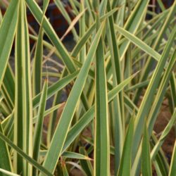 phormium duet formio 1