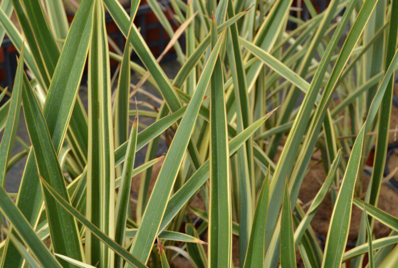 phormium duet formio 1 phormium duet formio 1