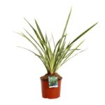 phormium duet formio 2 1