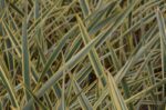phormium golden ray formio 1