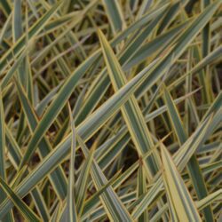 phormium golden ray formio 1
