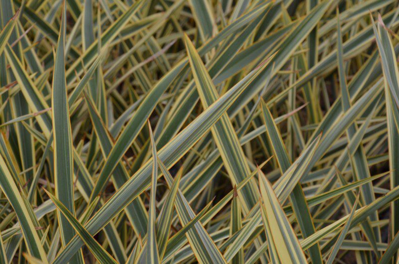 phormium golden ray formio 1 phormium golden ray formio 1