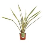 phormium golden ray formio 2 1