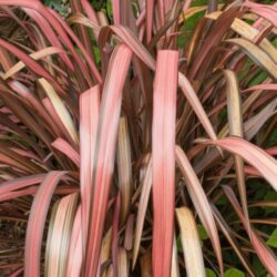 phormium pink flamingo formio 1 1