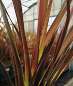 phormium pink panther formio 1