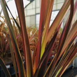 phormium pink panther formio 1