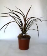 phormium pink panther formio 2 1