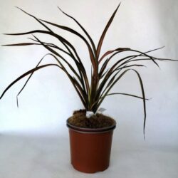 phormium pink panther formio 2 1