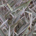 phormium pink stripe formio 1 1