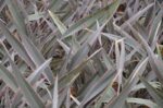 phormium pink stripe formio 1 1