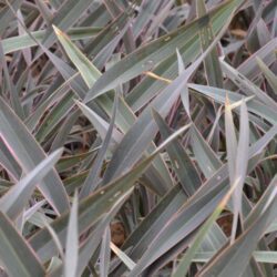 phormium pink stripe formio 1 1
