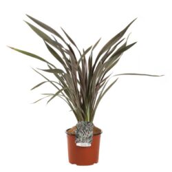 phormium pink stripe formio 2