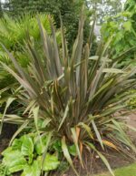 phormium pink stripe formio 3 1