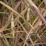 phormium rainbow sunrise formio 1