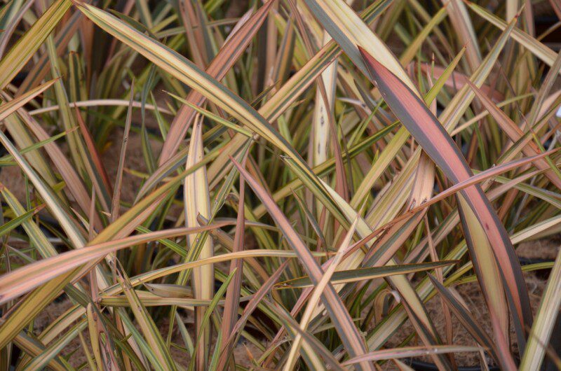 phormium rainbow sunrise formio 1 phormium rainbow sunrise formio 1