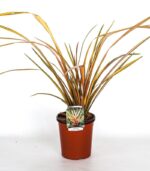 phormium rainbow sunrise formio 2 1