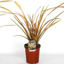 phormium rainbow sunrise formio 2 1