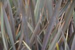 phormium tenax atroporpureum formio 1 1