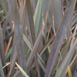 phormium tenax atroporpureum formio 1 1