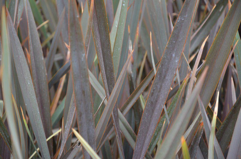 phormium tenax atroporpureum formio 1 1 phormium tenax atroporpureum formio 1 1