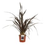 phormium tenax atroporpureum formio 2