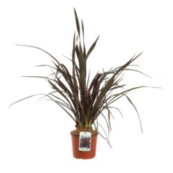 phormium tenax atroporpureum formio 2