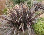 phormium tenax atroporpureum formio 3 1