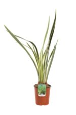 phormium tenax variegato formio 1 1