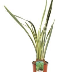 phormium tenax variegato formio 1 1