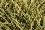 phormium tenax variegato formio 2 1