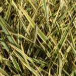 phormium tenax variegato formio 2 1