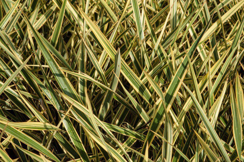 phormium tenax variegato formio 2 1 phormium tenax variegato formio 2 1