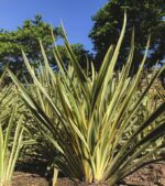 phormium tenax variegato formio 3